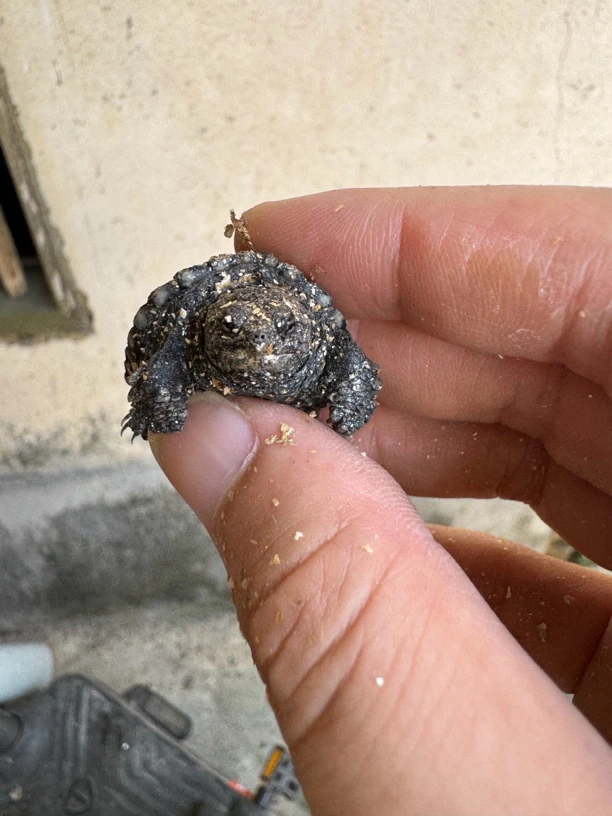 人工养殖宠物龟直播链接