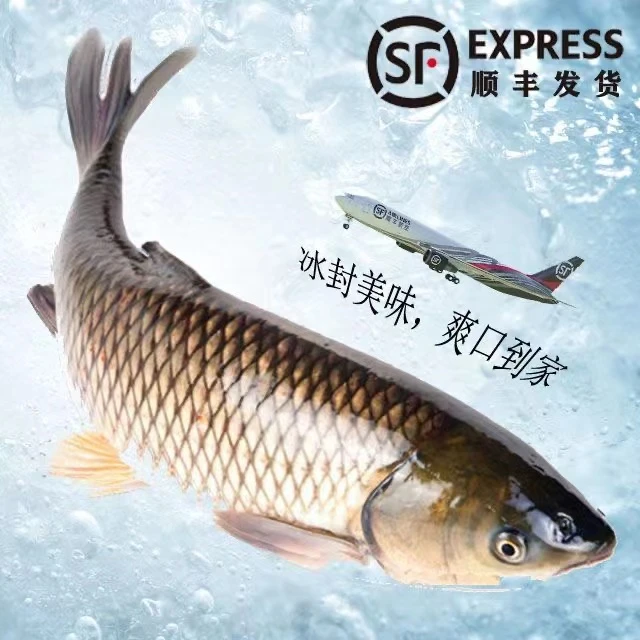 安徽龙湖草鱼鲜活现杀 保鲜顺丰发货