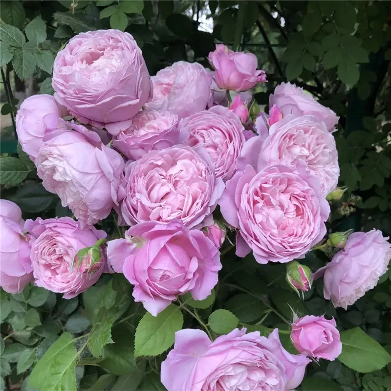 【自由精神】  粉紫色系 丰花勤花 大花浓香 庭院 别墅阳台爬藤月季