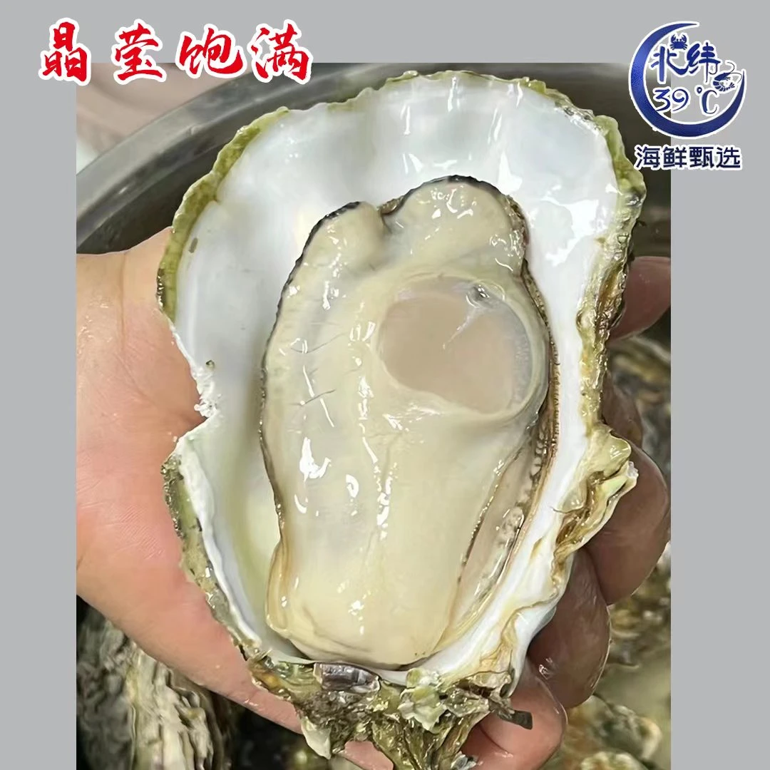 大连生蚝2斤 冷水海蛎子