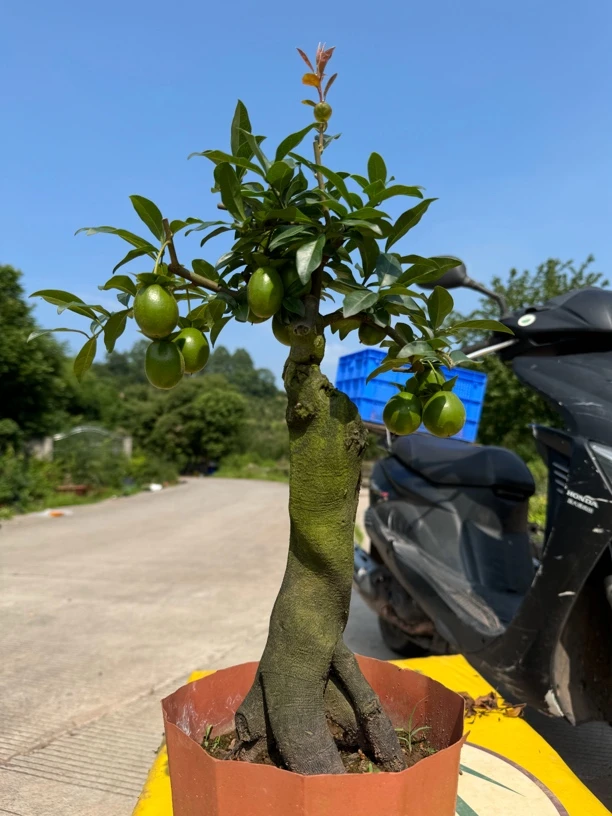 金弹子盆景素材