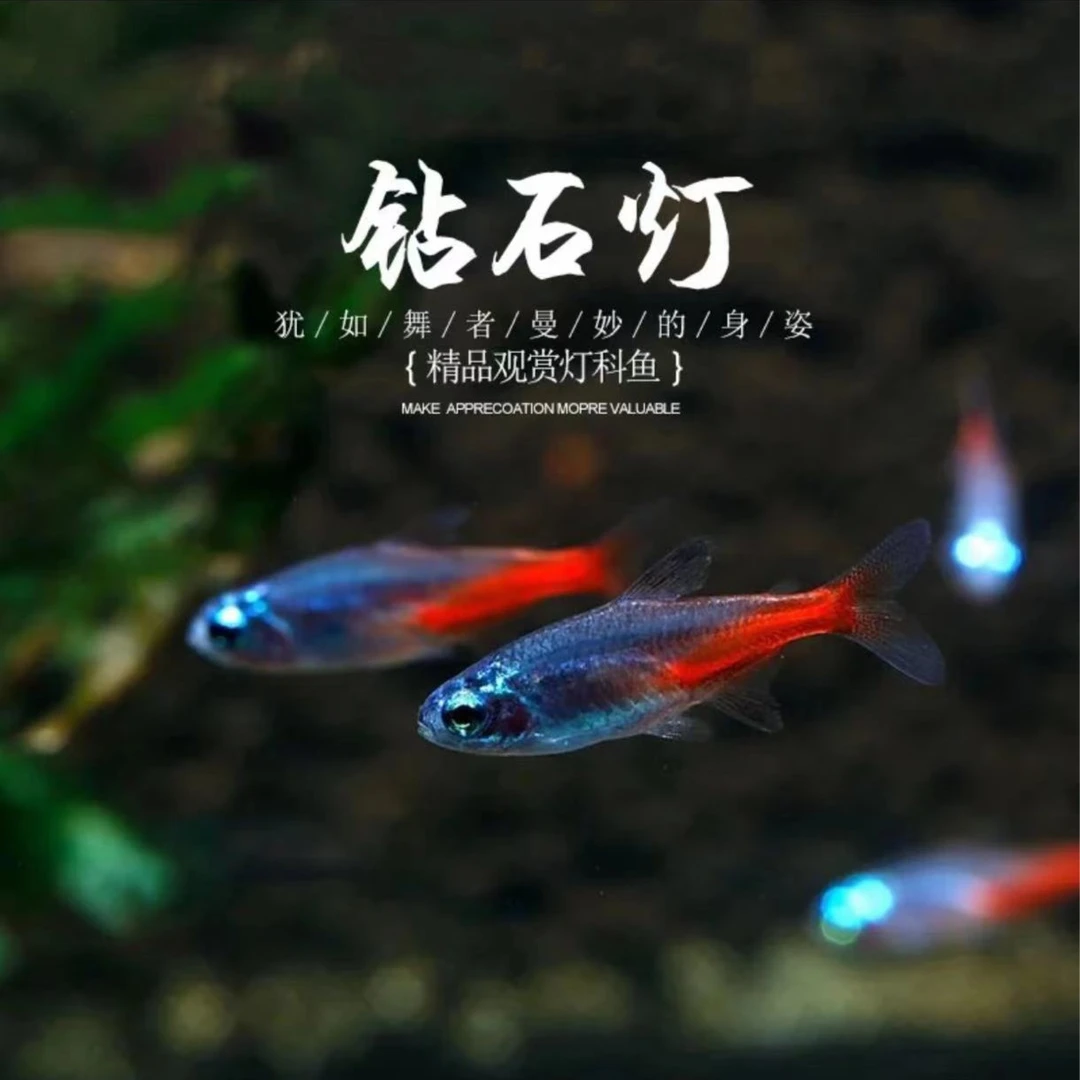 钻石灯鱼小型热带观赏鱼灯科鱼日光灯鱼草缸群游鱼钻石灯灯科鱼