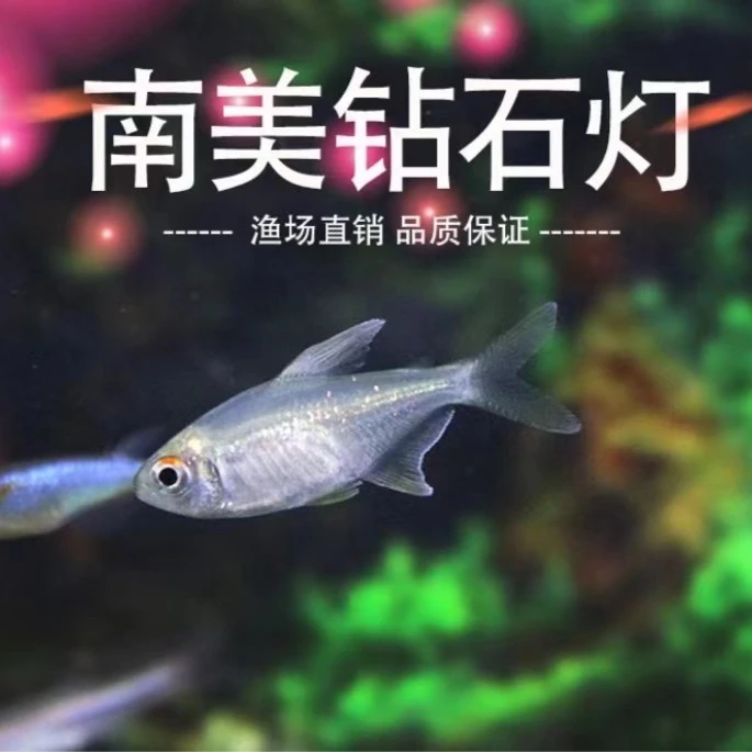 南美钻石灯鱼中高端灯科鱼热带鱼淡水鱼观赏鱼灯科鱼可混养小型