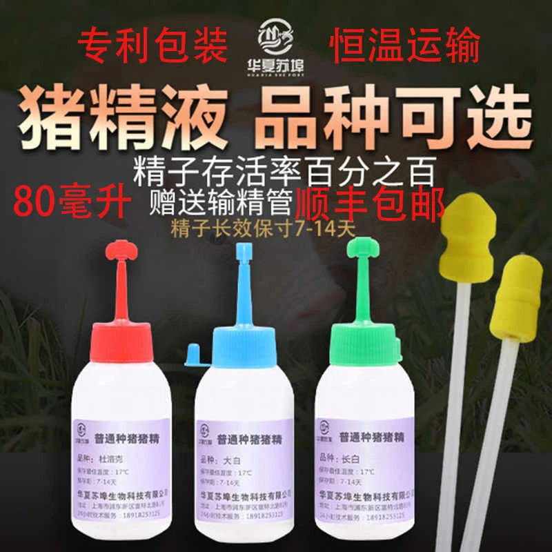 长白大白杜洛克猪精子人工授精猪精液配种纯种猪精