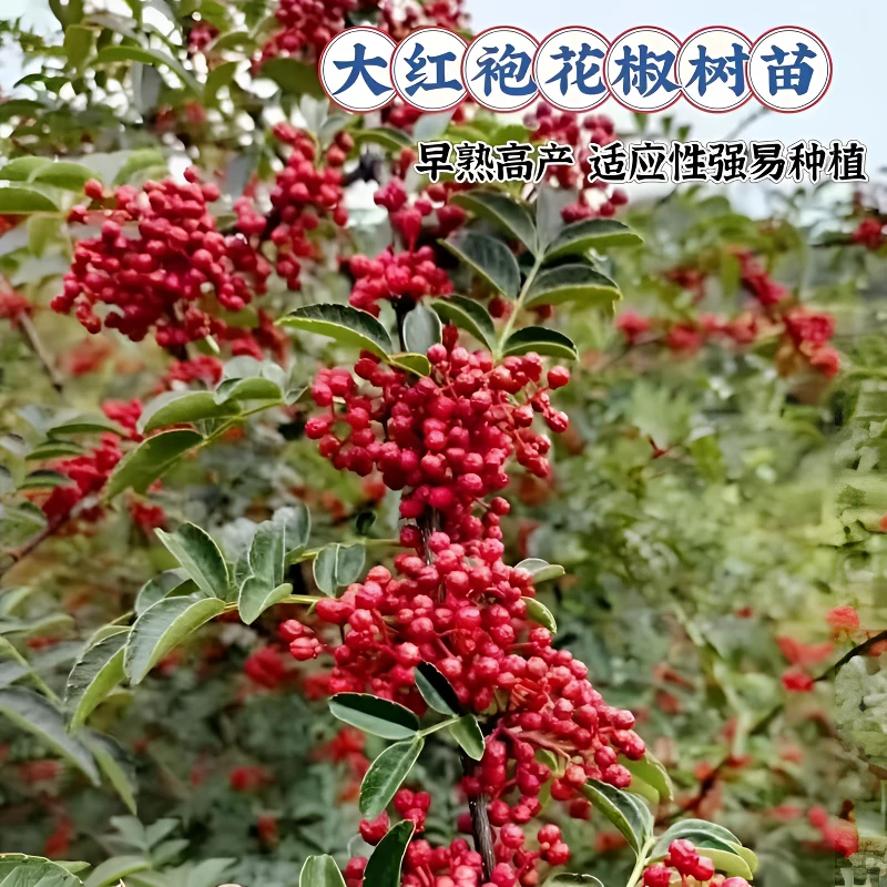 ticify大红袍花椒树苗早熟高产南方北方都可栽抗寒耐热