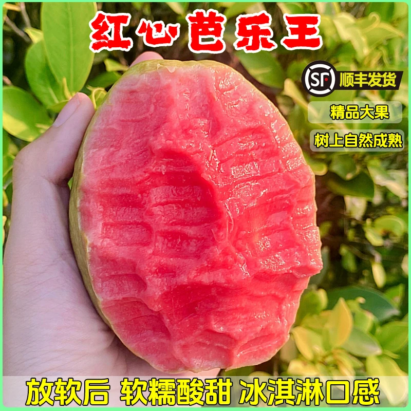 【精品红心芭乐王】软芭乐番石榴当季应季新鲜采摘水果产地顺丰直发