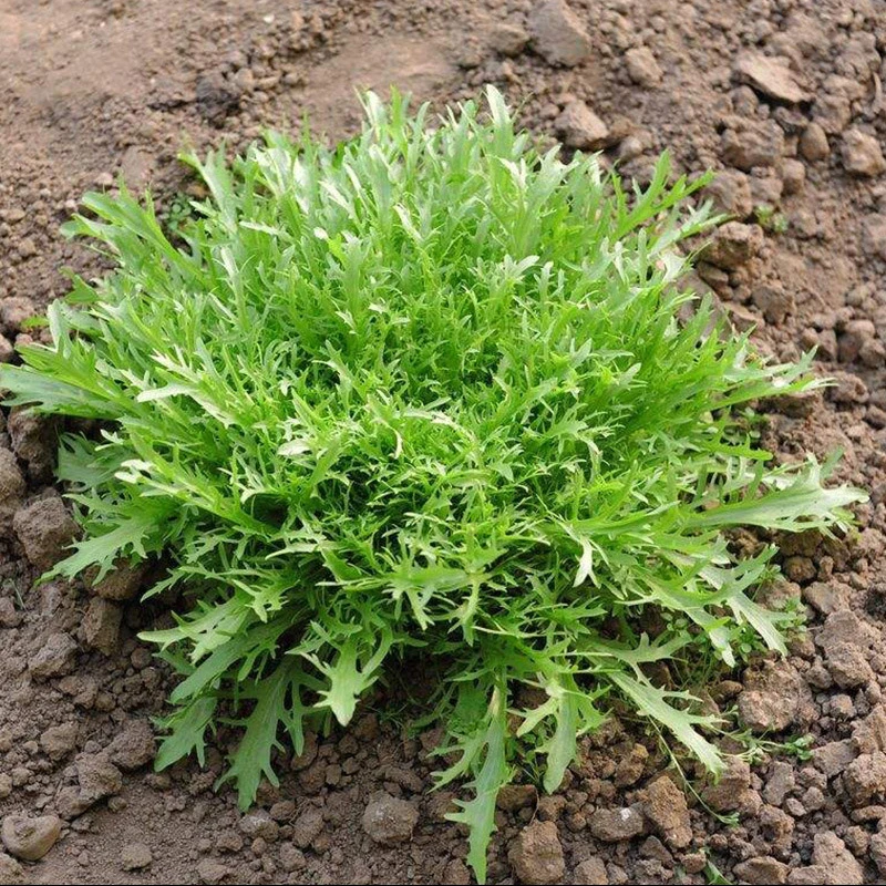 四季苦菊种子秋季盆栽苦菊种籽口感好易管理鲜甜可口庭院阳台新鲜