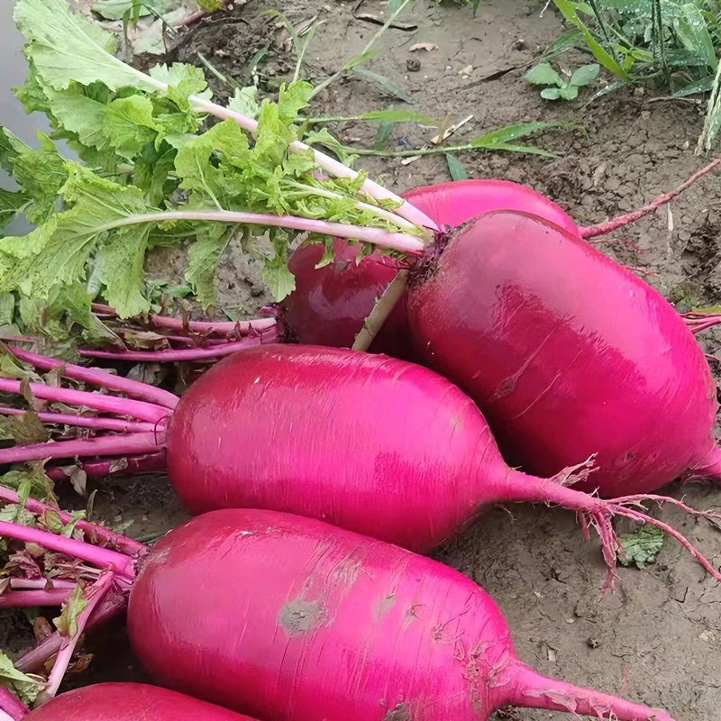 紫美人凤梨水果萝卜种子紫色红心籽阳台盆栽蔬菜种籽红萝卜