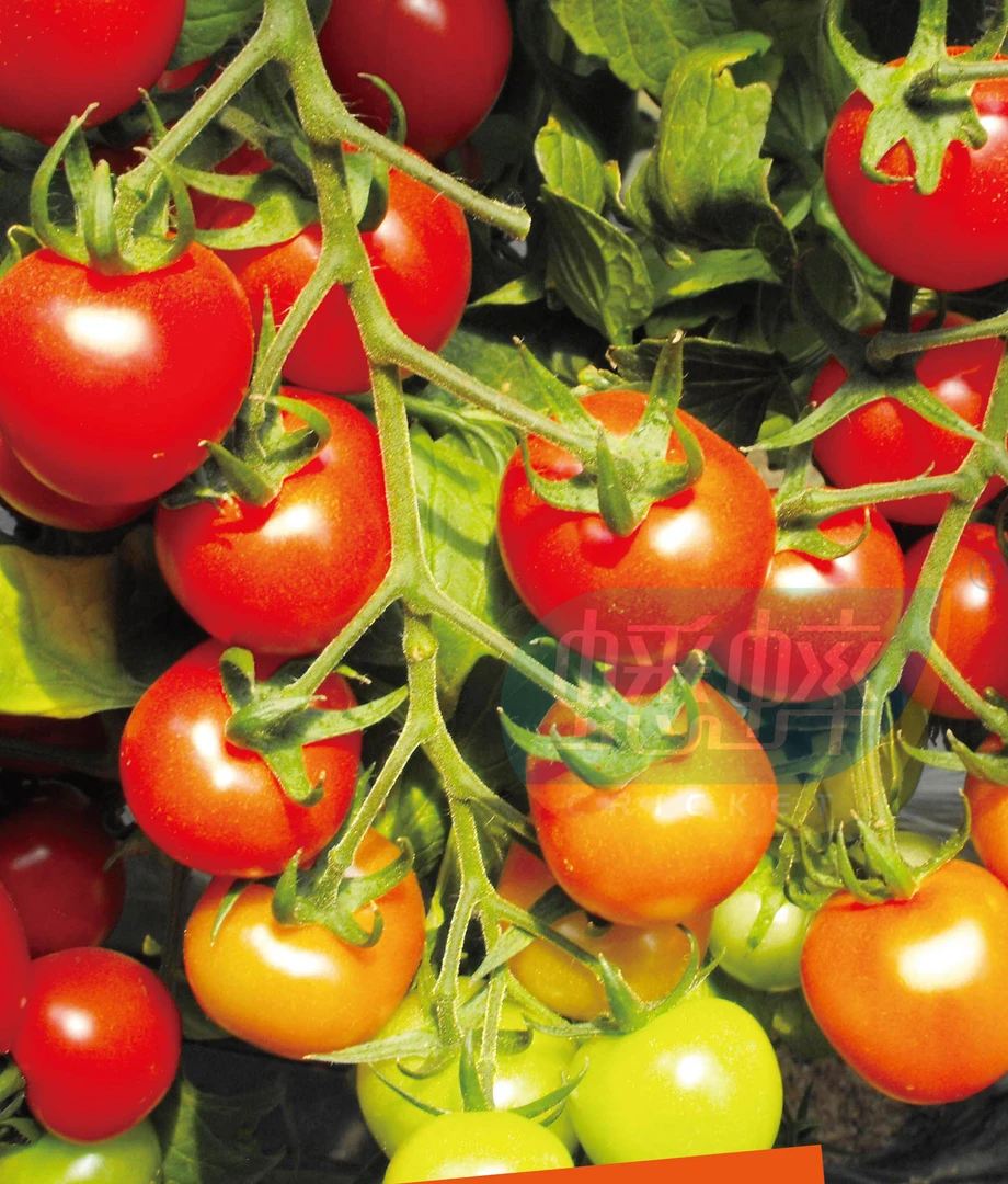 千禧圣女果种子红樱桃小西红柿番茄籽四季盆栽种植春秋播种家庭种