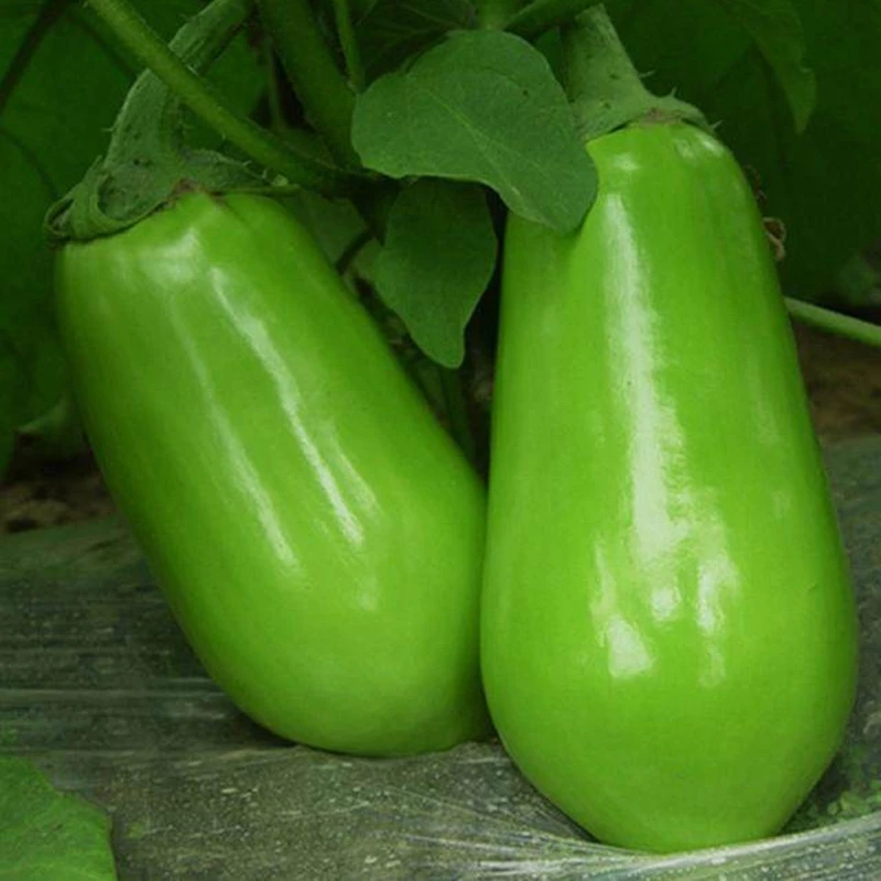 台湾绿罐茄子种子大牛心圆茄绿茄王四季阳台盆栽蔬菜种籽