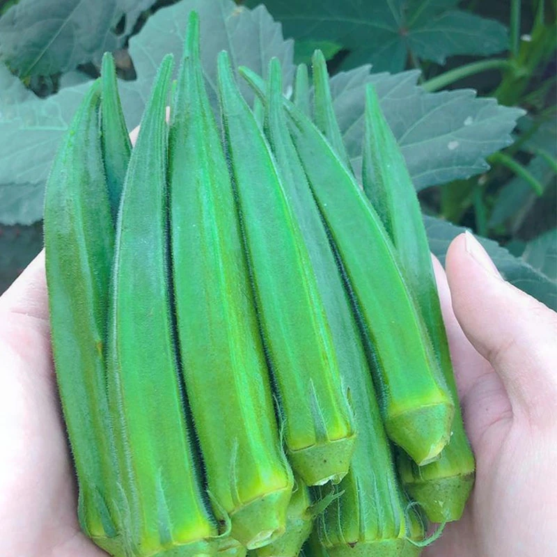 黄秋葵种子蔬菜红秋葵司机播种者阳台盆栽特色蔬菜营养高产易种