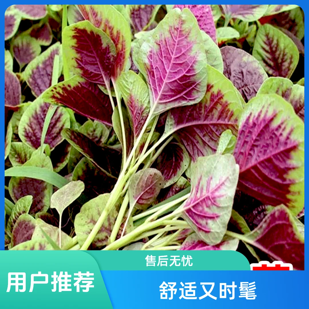 花红苋菜种子圆叶青苋菜籽全红苋菜春秋冬季播种蔬菜抗寒易种植
