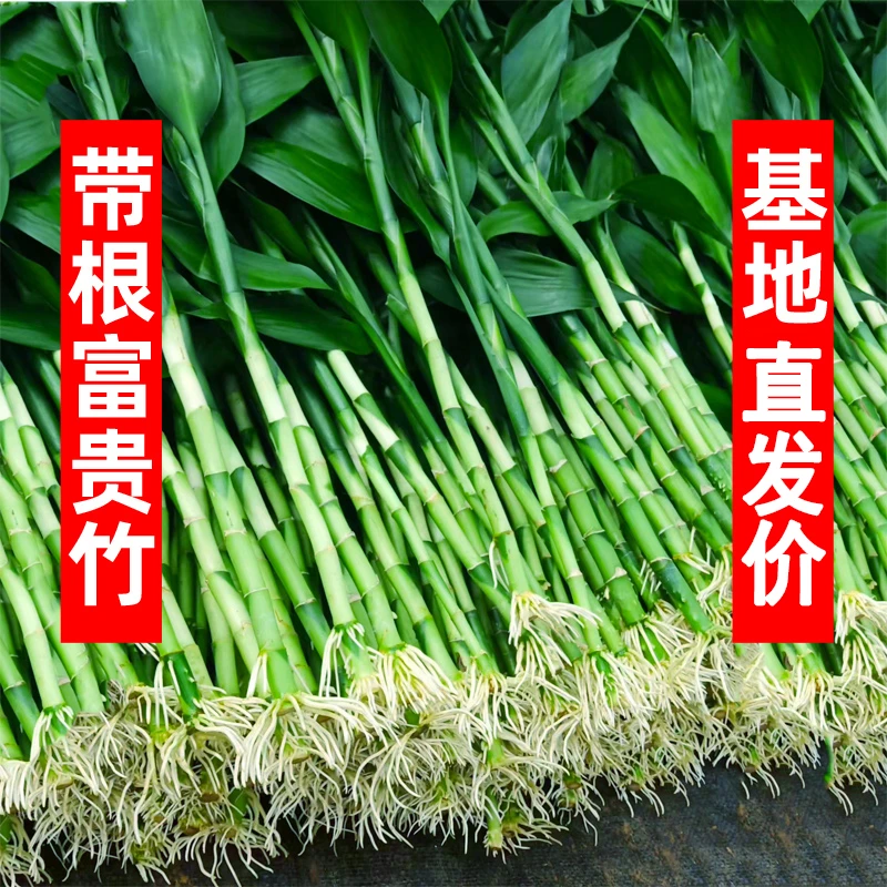 带根富贵竹水培转运竹荷花观音竹招财龙竹办公室内客厅花卉吸甲醛