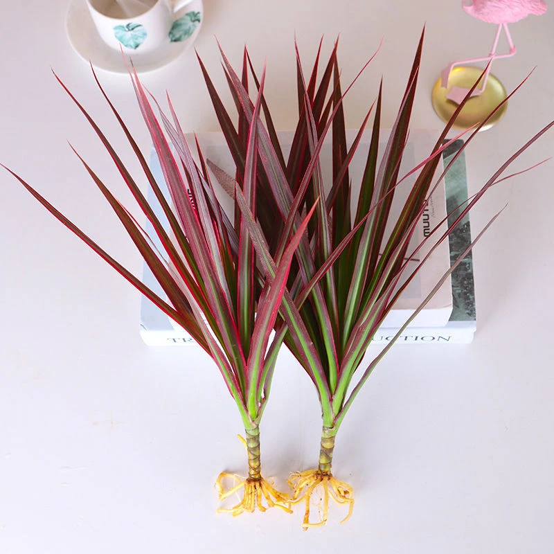 龙血树花卉盆栽绿植产品水培植物七彩铁三色红竹观叶美丽桌面施肥