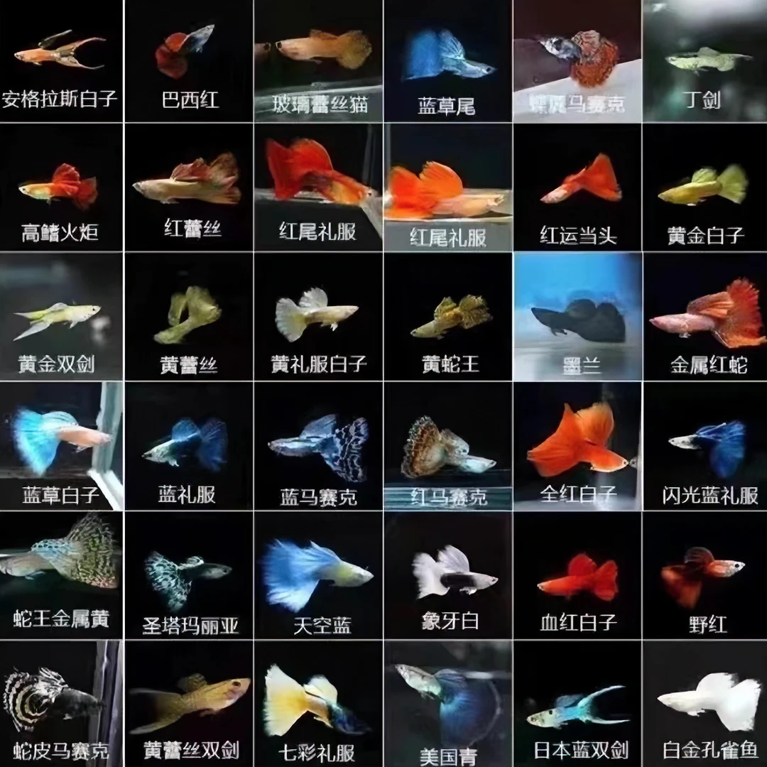 海博孔雀鱼的小店