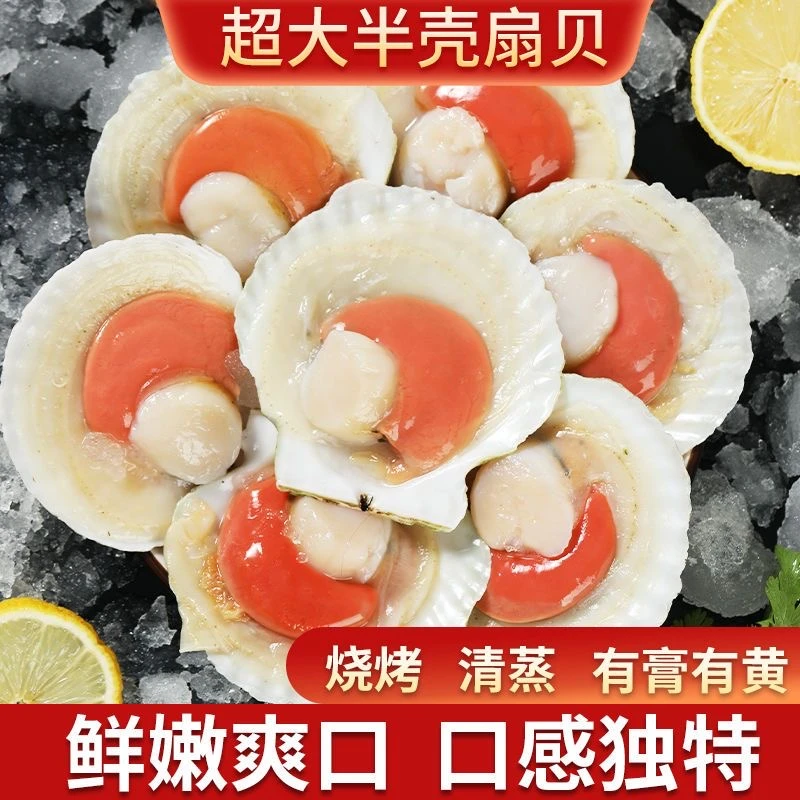 扇贝 半壳扇贝无沙 顺丰发货