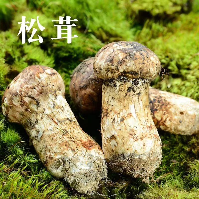 现货空运2024新鲜松茸云南南华野野生菌现采现发蘑菇野生姬松茸菌