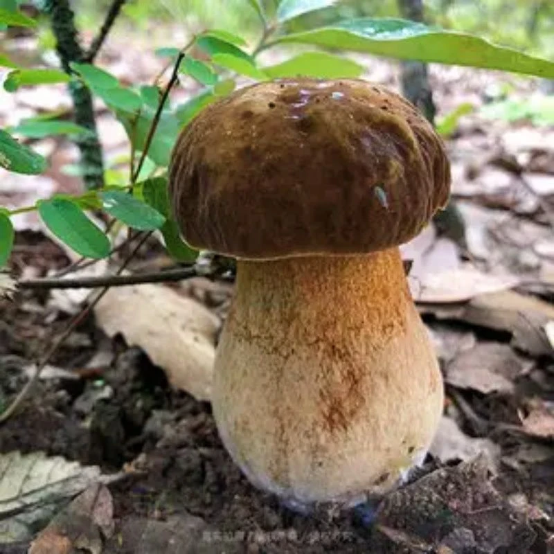 云南新鲜菌美味牛肝菌新鲜大脚菇营养美味煲汤爆炒观赛搭子