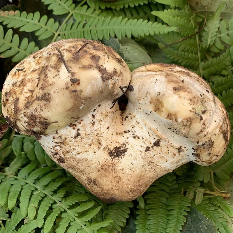 云南野生菌新鲜老人头菌现采现发煲汤菌菇当季夏日美食