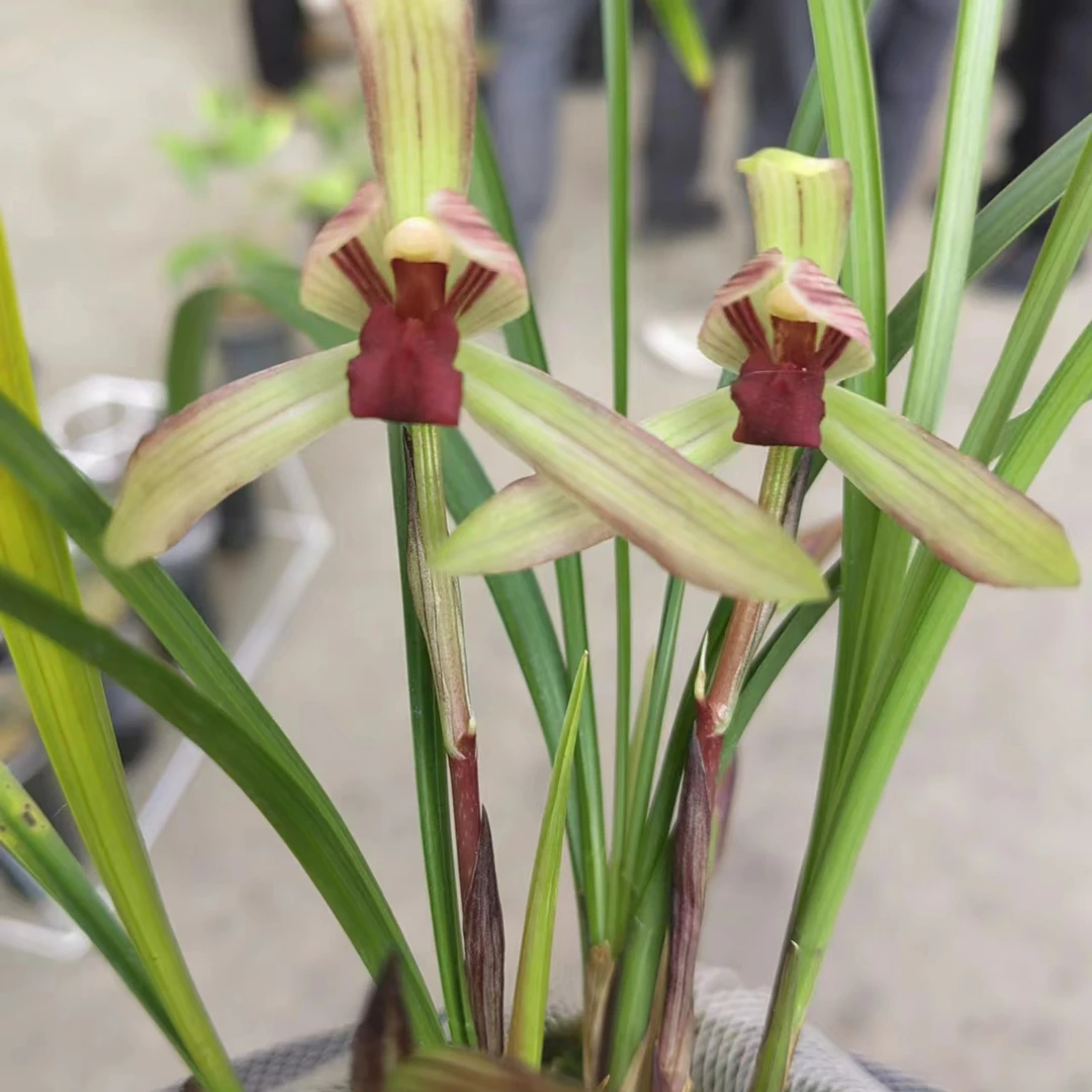 精美兰花，镇红素500一苗