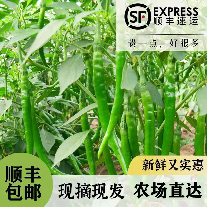 顺丰包邮阜阳新鲜青线椒二荆条薄皮中辣辣椒5斤青辣椒绿色蔬菜
