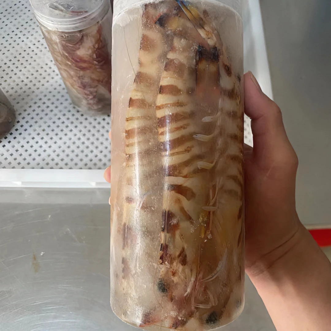 北部湾海域 冷冻瓶装花虾 斑节虾 九节虾 船上活冻 虾