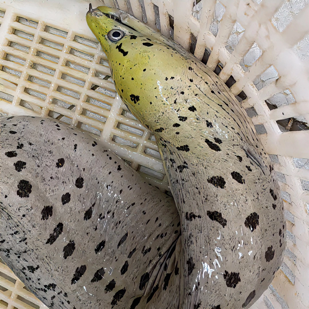 北部湾海域天然 野生 鳗鱼 黄鳗 花鳗 油锥冷冻食用干净处理清蒸