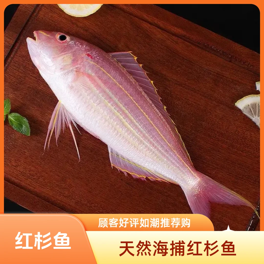 广西北海港 天然海捕 红杉鱼   烹饪冷藏切片干净美味