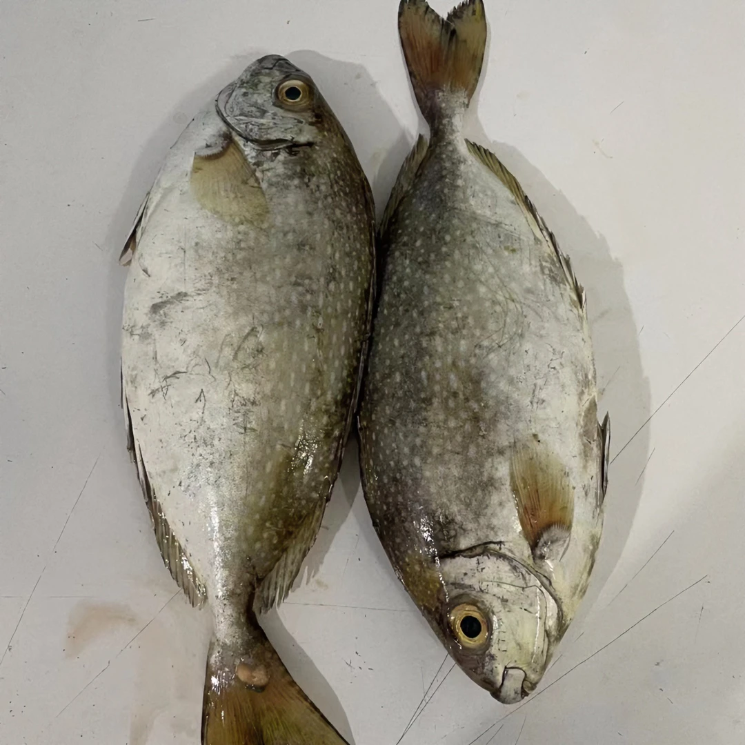 北海 野生 天然 泥猛