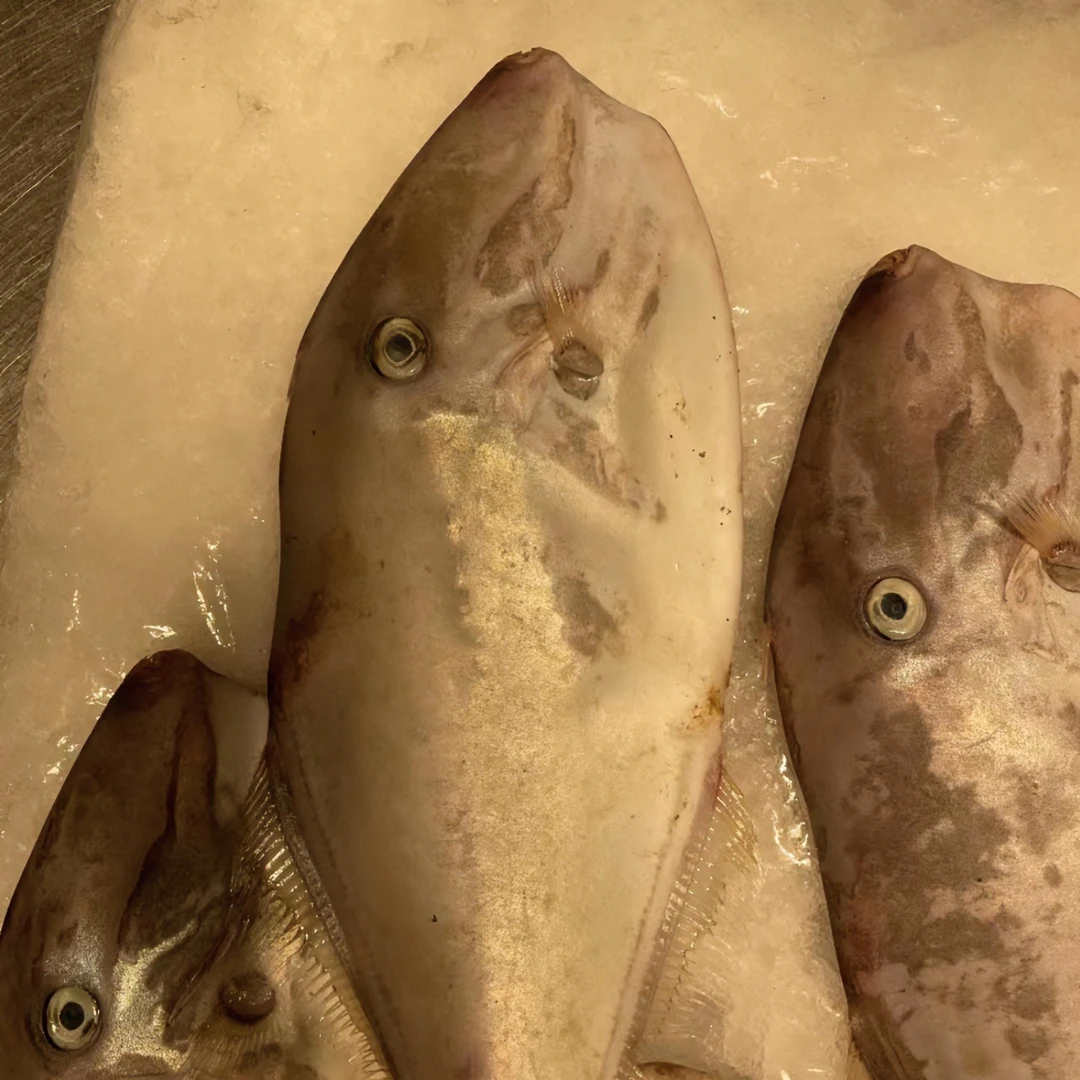 北部湾海域天然海捕鱼 剥皮鱼 马面鱼 直播间现场称重食用冷冻