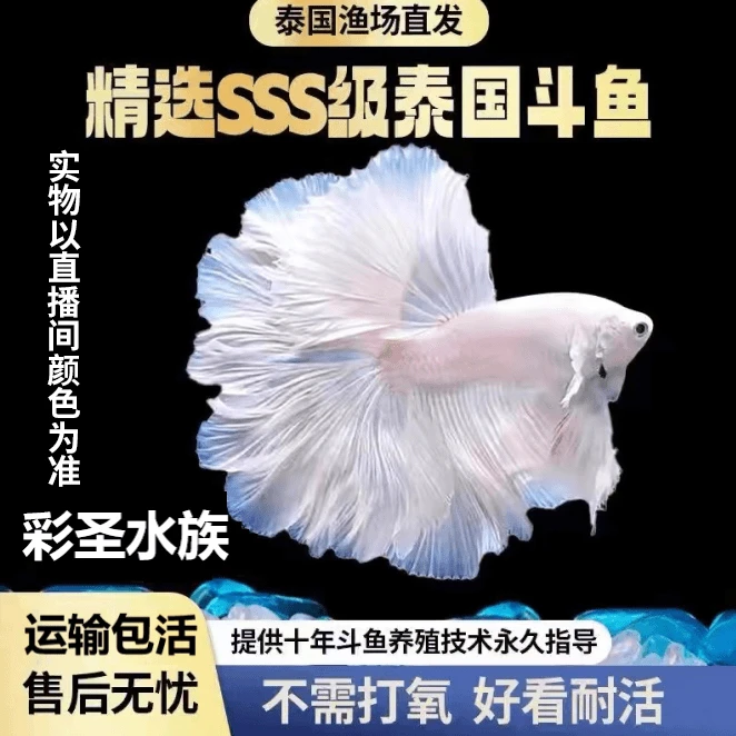 （A01-A25）精品泰斗穿着婚纱的半月鱼热带活体观赏小型鱼