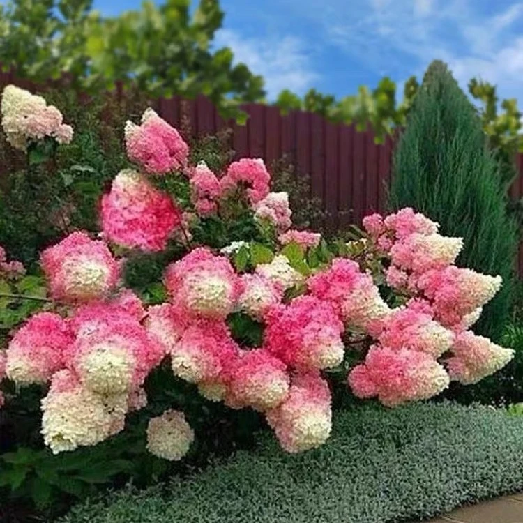 20加仑木本绣球 香草草莓 石灰灯 露天苗 大花绣球A级