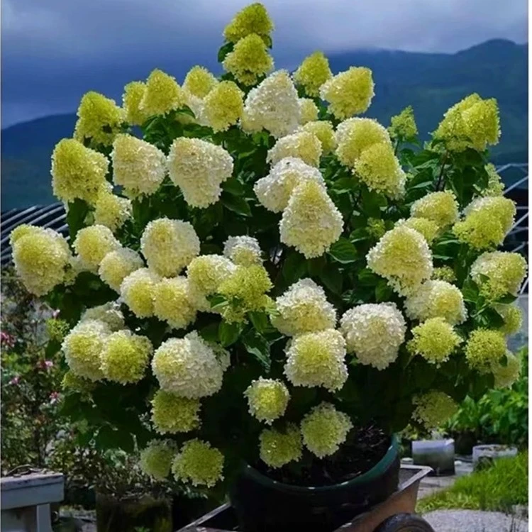20加仑木本绣球 香草草莓 石灰灯 露天苗 大花绣球