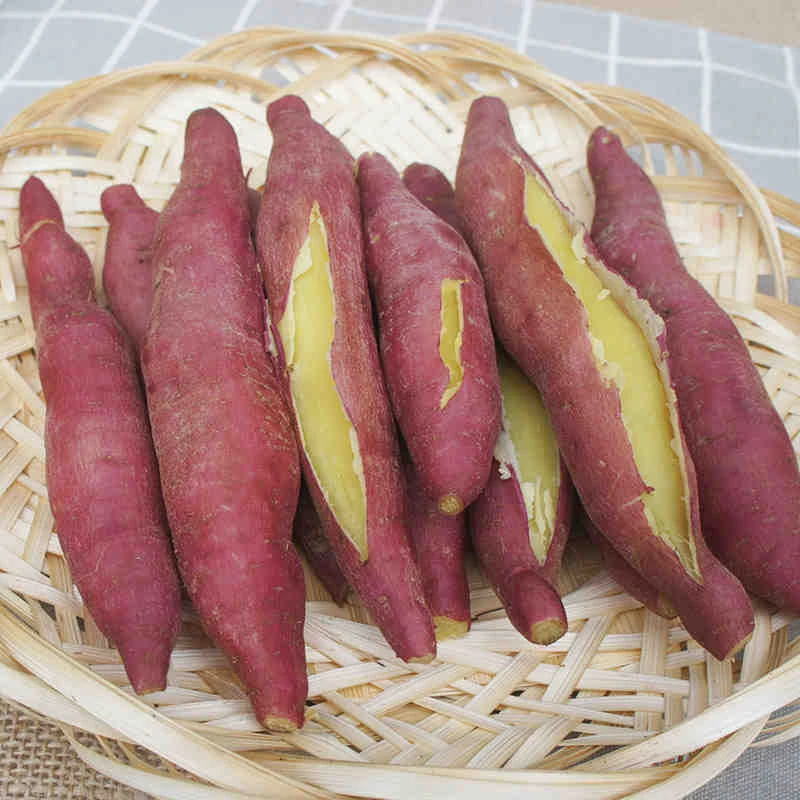 领田正宗陕西板栗红薯粉糯香甜5/9斤现挖地瓜番薯新鲜沙地香薯
