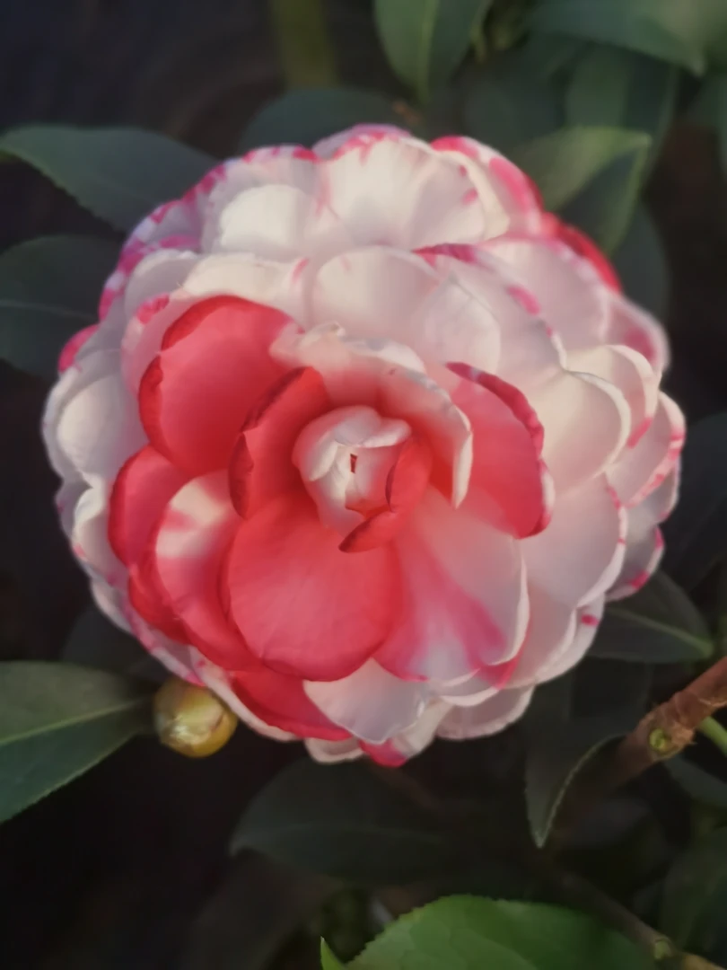 茶花品种复色探戈