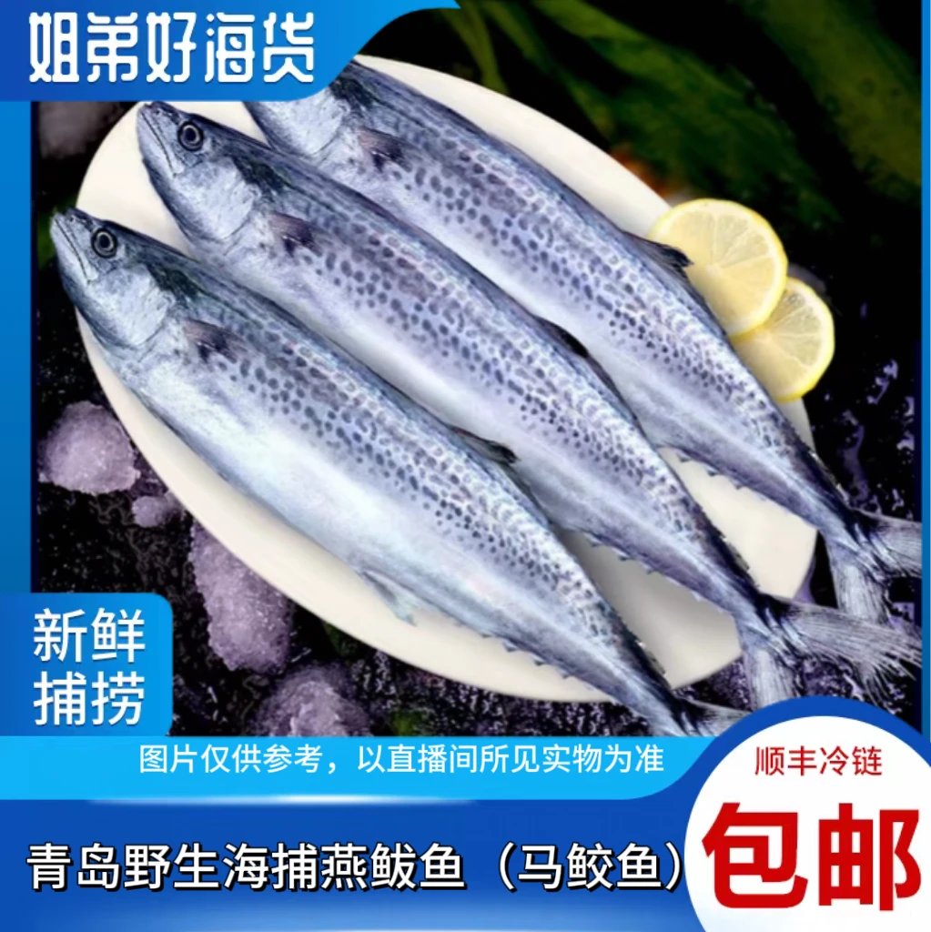 青岛海捕燕鲅鱼马鲛鱼新鲜速冻顺丰冷链6-8两/条发货4条约2.5斤
