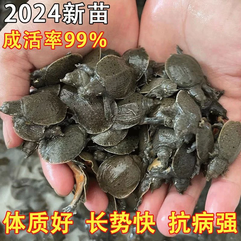4-20克甲鱼苗批发外塘中华鳖水鱼团鱼苗鳖苗甲鱼大苗包邮包活