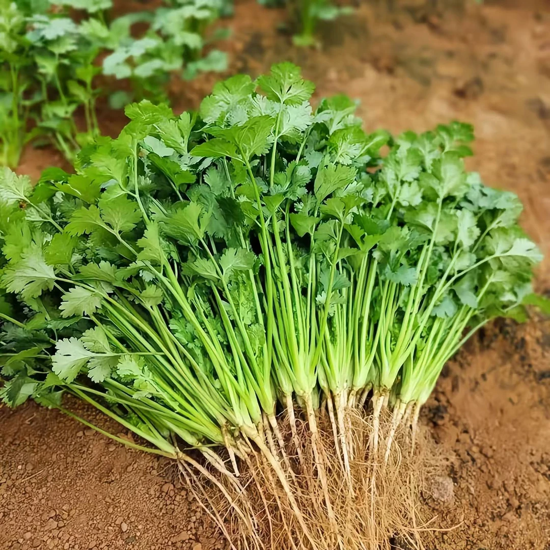 澳洲香菜种子分装 400粒
