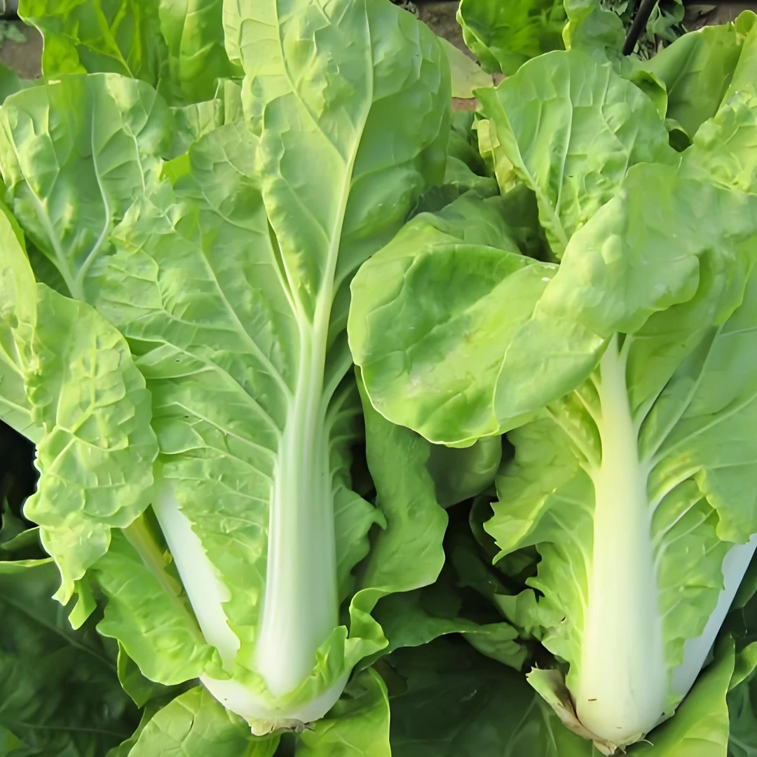 火箭快菜种子 奶油快菜