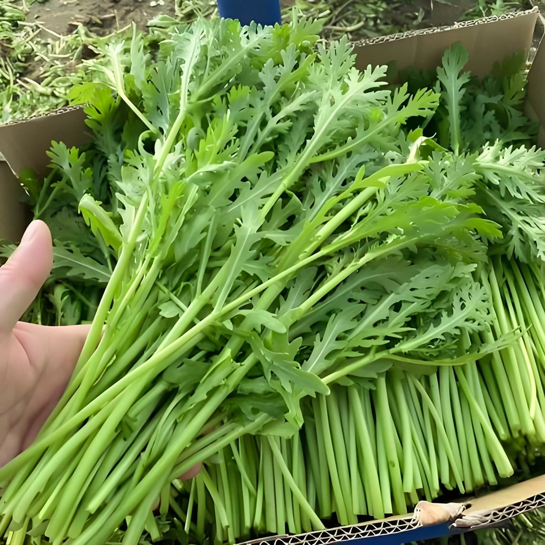 茼蒿种子，武藏香茼200粒四季