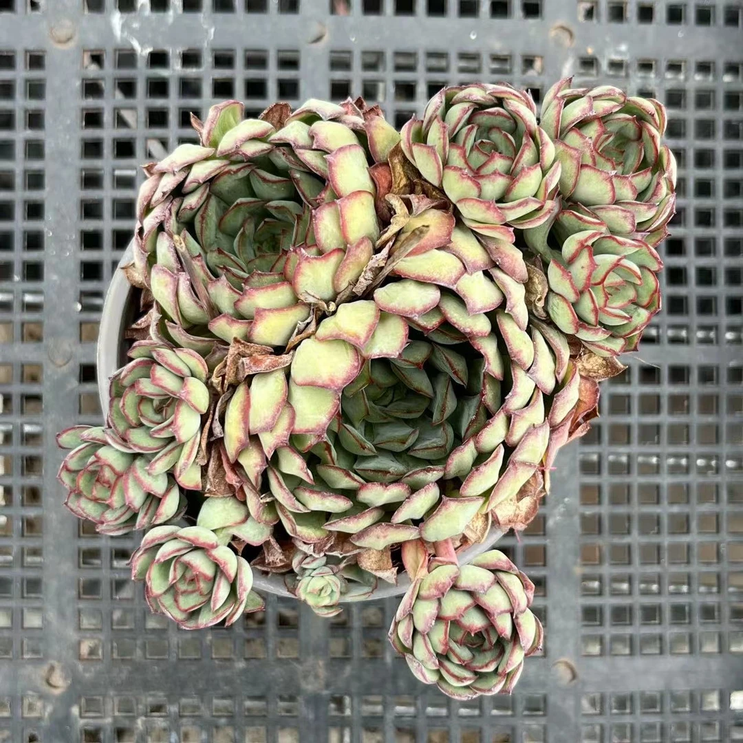 梦幻玫瑰群生多肉90#（拍一发三）拍后发货