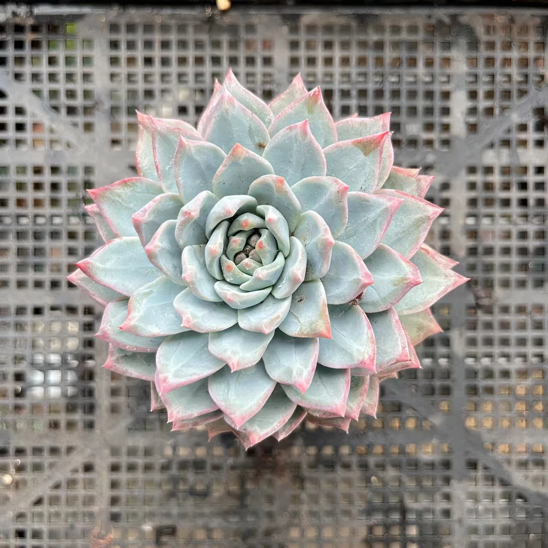 粉蓝鸟单头多肉90#发货进口种植售后拍下下单地区