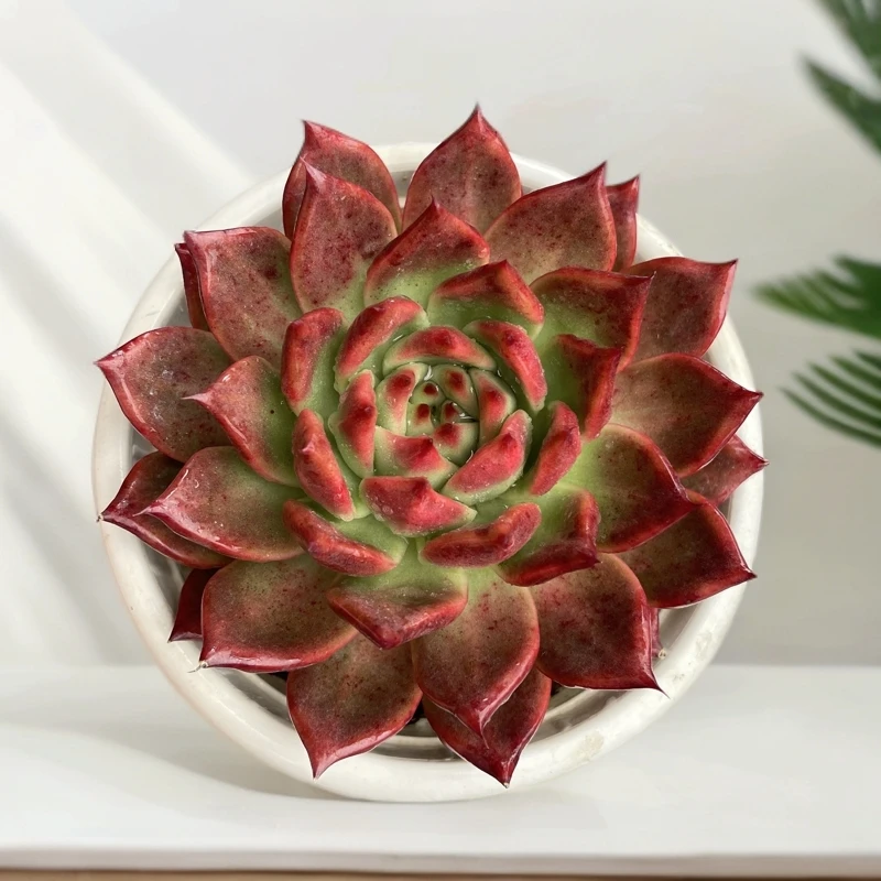 单头多肉发货进口种植售后地区拍下包赔