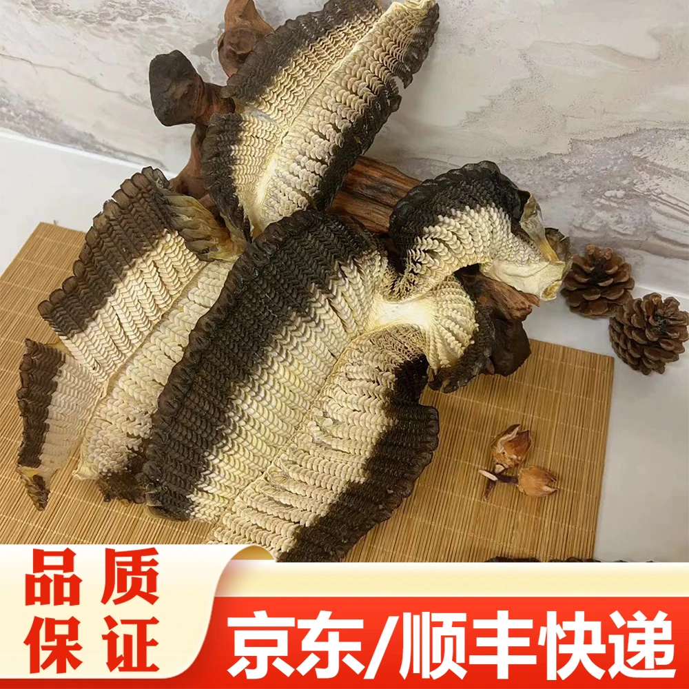 【精选】膨鱼鳃 鱼腮