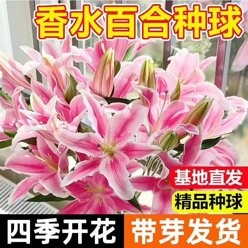 【四季花开】香水百合花盆栽花卉四季易种阳台植物室内外绿植好养活