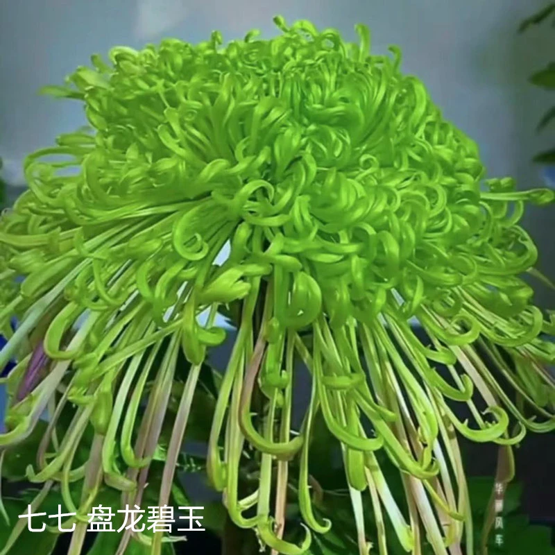 盘龙碧玉大花菊花带花苞发货室内室外庭院盆栽地栽宿根植物多年生