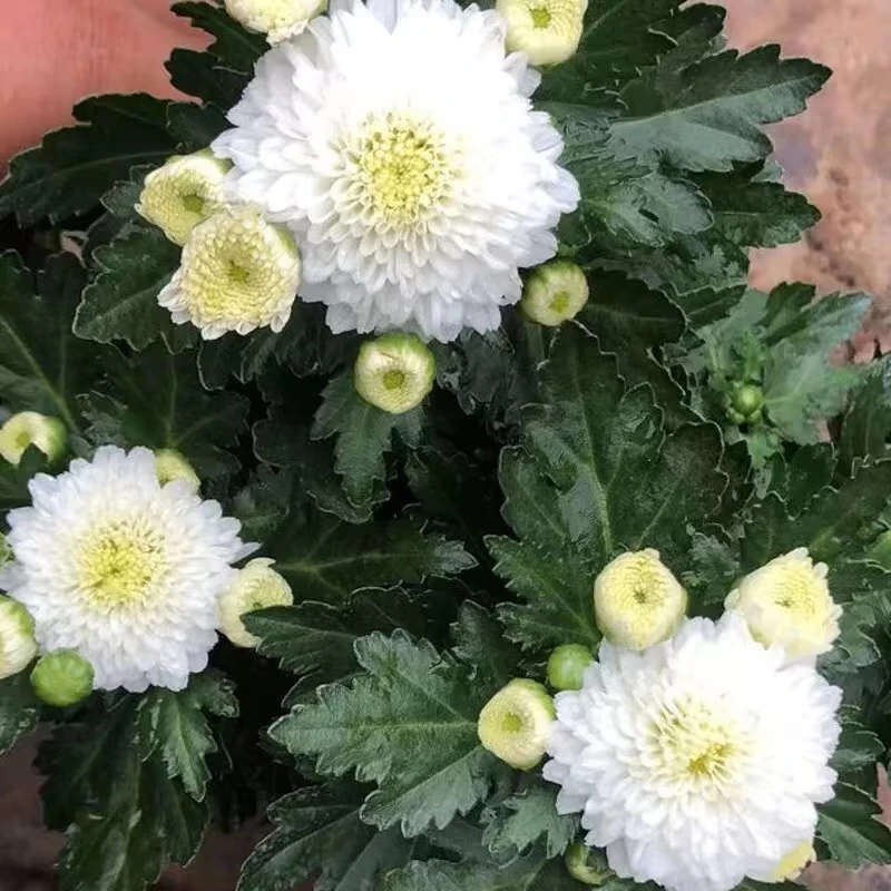 白雪莲菊花大花九月菊室内室外庭院阳台盆栽地栽多年生
