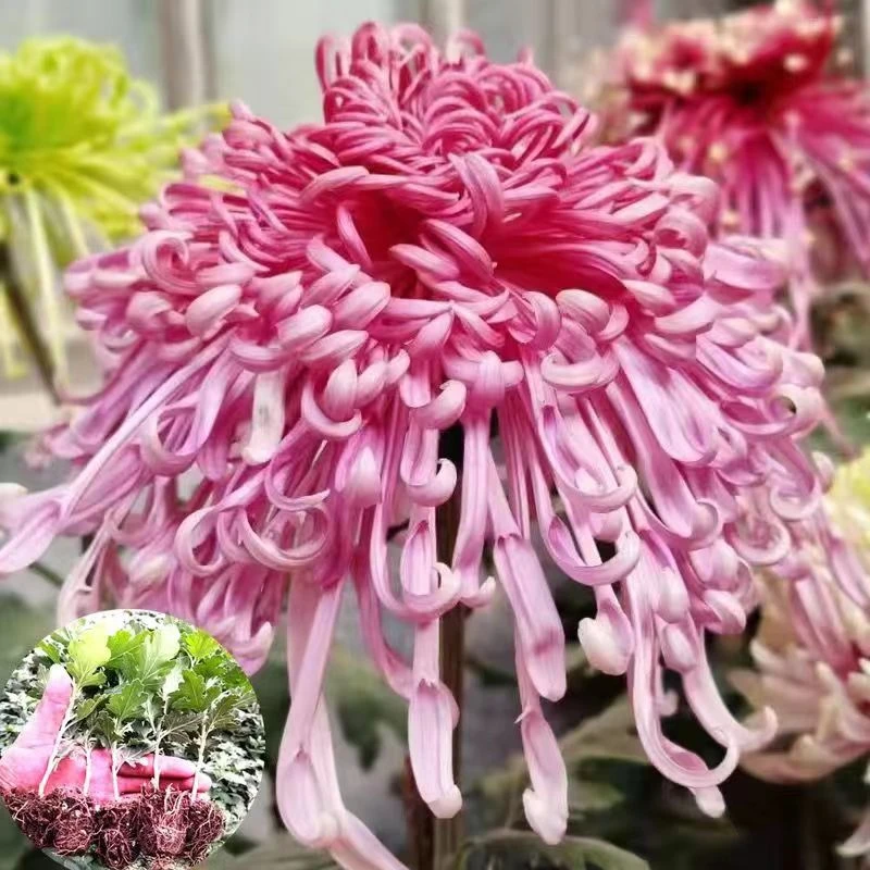 四季开花菊花苗绿植花卉苗耐寒盆栽地栽雏菊苗室内阳台庭院好养的