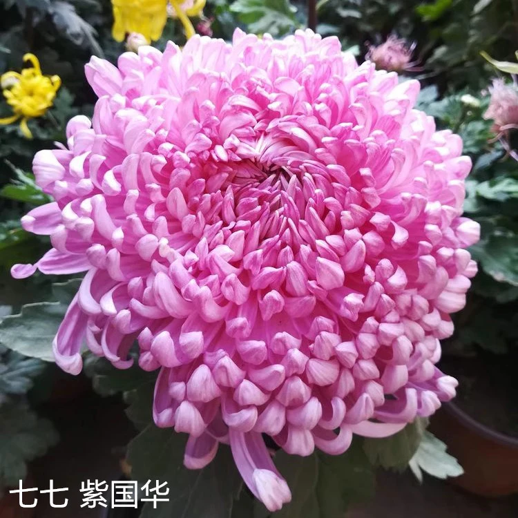 【紫国华】大花菊花带花苞发货室内室外庭院盆栽地栽宿根植物多年生