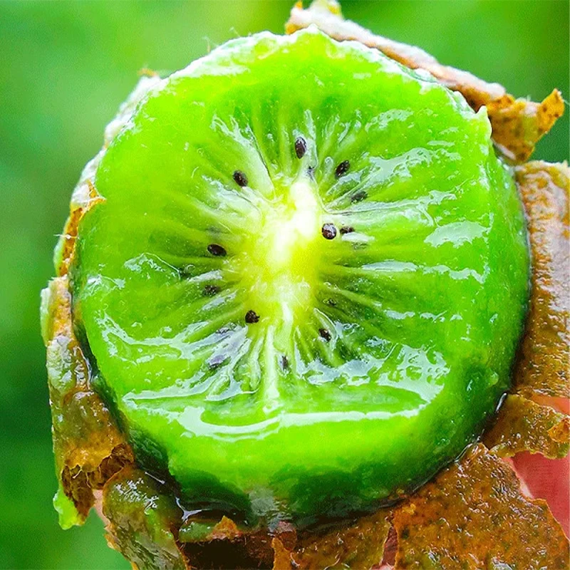 徐香绿心猕猴桃水果生鲜绿心新鲜当季5斤整箱